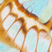 Malachite Butterfly EcoShimmer